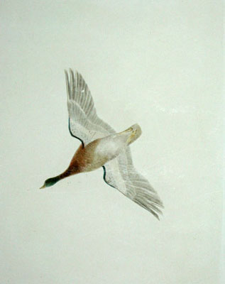 Mallard