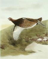 Grouse