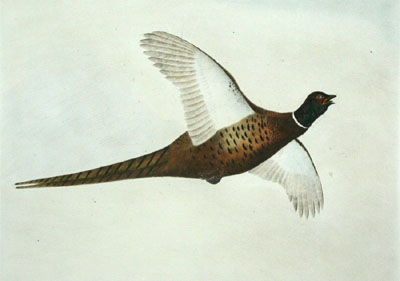 Pheasant