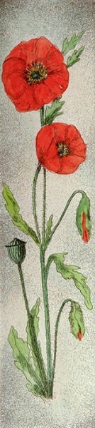 Field Poppy