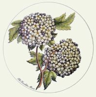 Guelder Rose