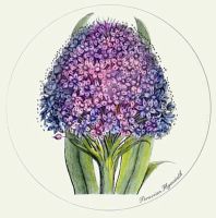 Peruvian Hyacinth