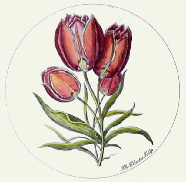 Cluster Tulip