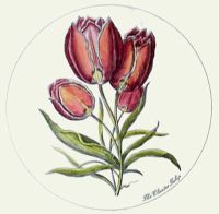 Cluster Tulip