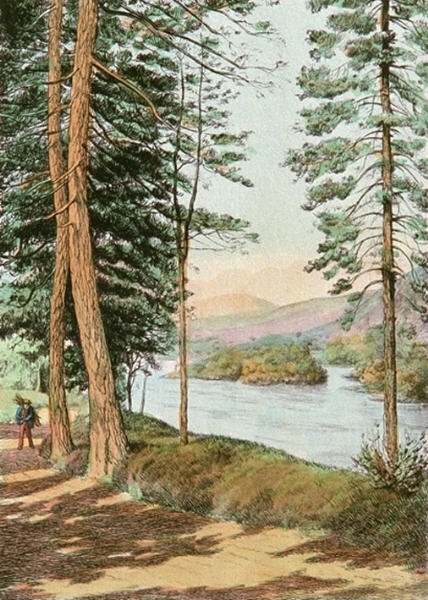 Wood Gatherer