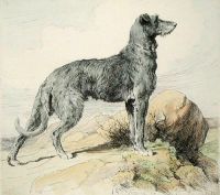 Deerhound