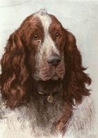 Springer spaniel