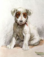 Jack Russell Puppy