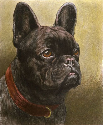 French Bulldog