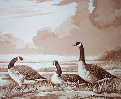 Canada Geese