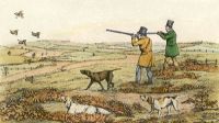 Partridge Shooting