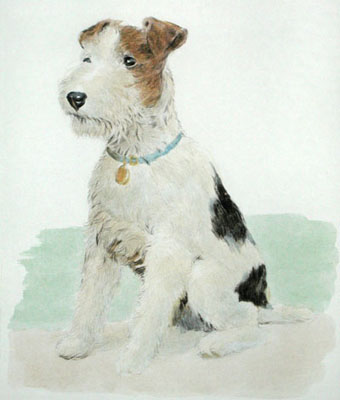 Wire Haired Fox Terrier