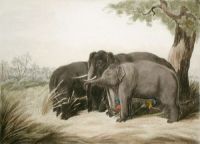 Decoy Elephant Catching a Mal